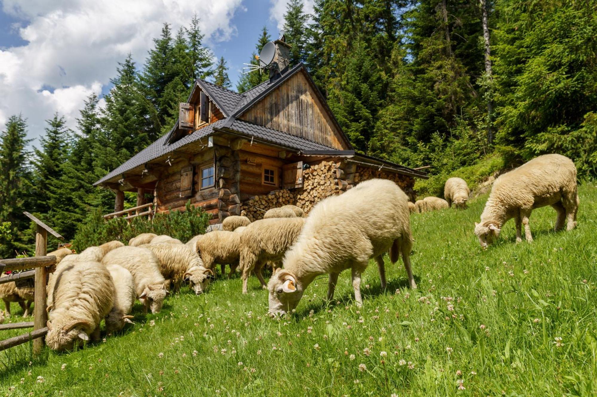 Lesna Bacowka Villa Nowy Targ Exterior photo